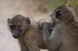 Ethiopia - Mago National Park - Babbuini - 09